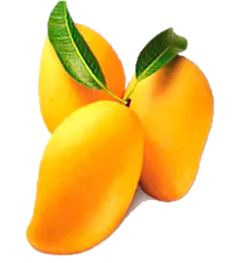 Mango Manila one of our Tropical Fruit