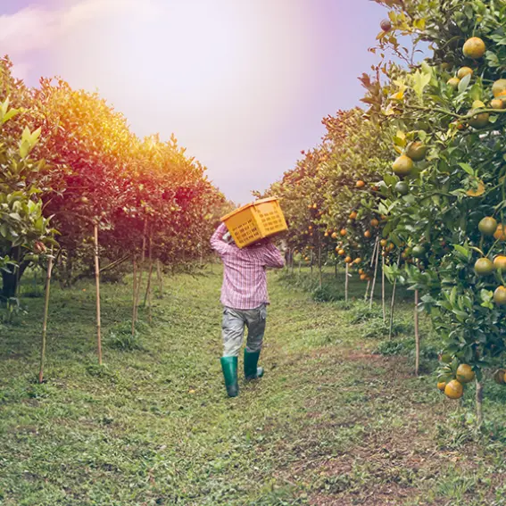 valencia orange, production in mexico