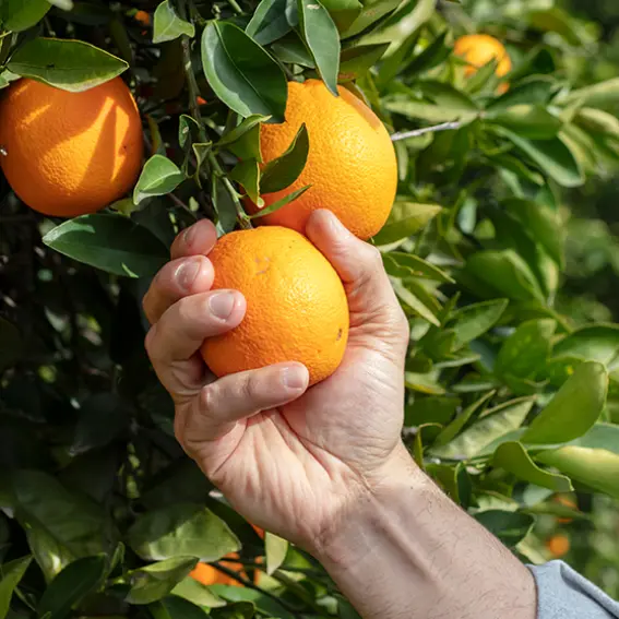 valencia orange, challenges