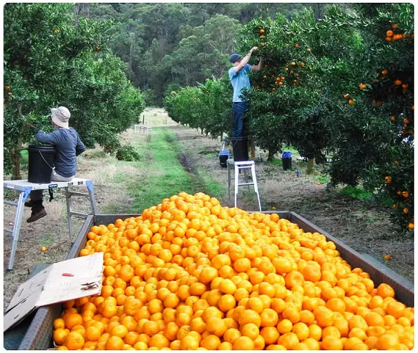 valencia orange, process