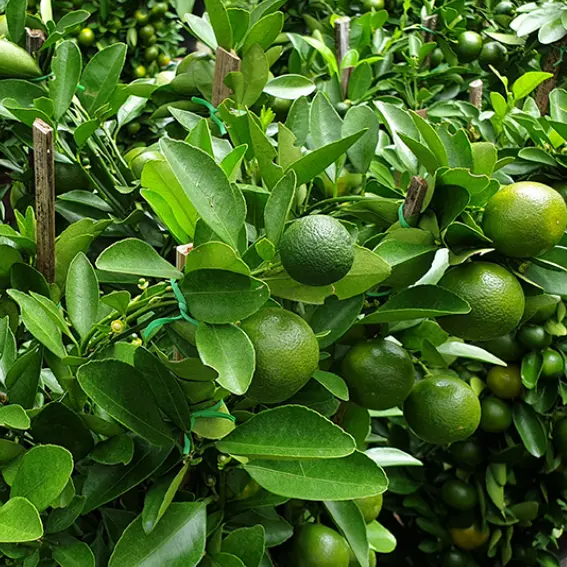Persian Lime - Mexican Lime Tree
